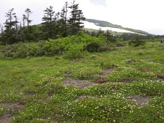 山人平 山人平