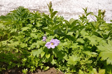 シラネアオイ シラネアオイ