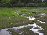 山人平湿原 山人平湿原