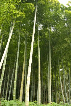 竹林 西芳寺 三重納経塔