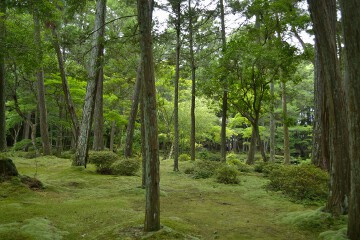 木立と苔 西芳寺