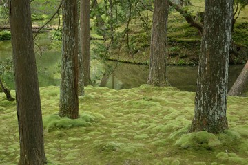 苔 西芳寺