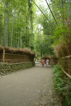 竹林 嵯峨の風景