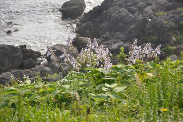 オオバギボウシ