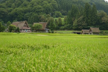 田園風景 合掌造り集落