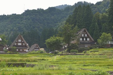 田んぼと合掌造り 田んぼと合掌造り