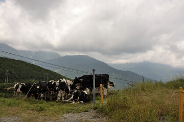 放牧されている牛 牛