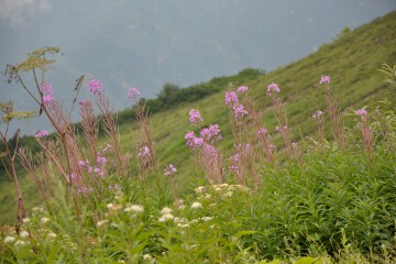 ヤナギラン ヤナギラン