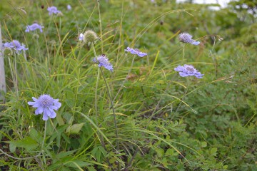 タカネマツムシソウ タカネマツムシソウ