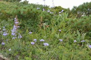 ハクサンシャジンとタカネマツムシソウ ハクサンシャジンとタカネマツムシソウ