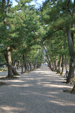 松の参道