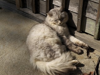 陽だまりの猫 猫