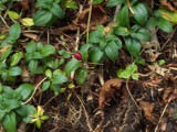 ツルリンドウの実 ツルリンドウの実