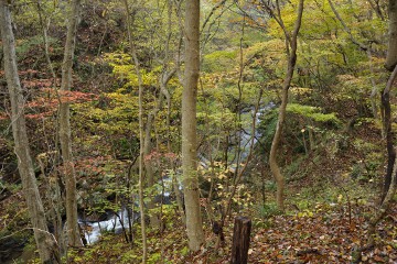 そろそろ紅葉が… 紅葉