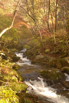 渓流 滝川渓谷