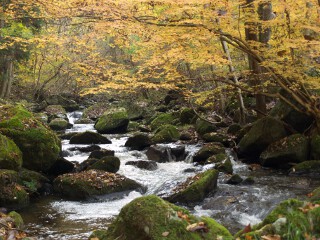 渓流 滝川渓谷
