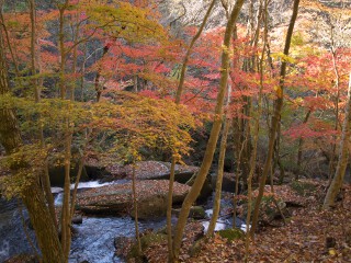 紅葉 滝川渓谷