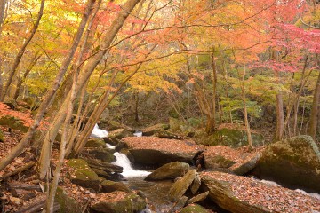 赤く染まる 滝川渓谷