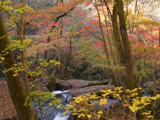 紅葉 滝川渓谷