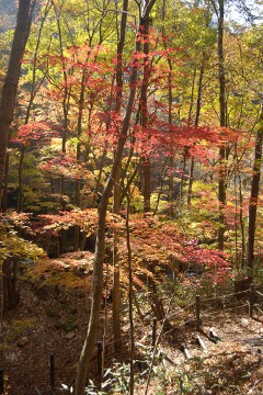 紅葉 滝川渓谷