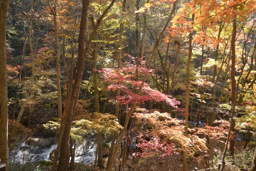 紅葉 滝川渓谷