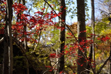 紅葉 紅葉