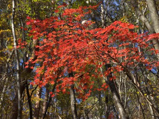 紅葉 紅葉
