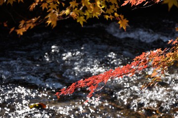紅葉 滝川の里