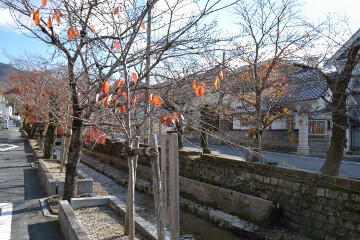 紅葉の名残 紺屋川