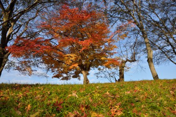 紅葉 酒津公園