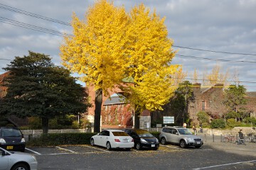銀杏 倉敷アイビースクエア