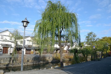 倉敷川畔の柳並木 倉敷川畔
