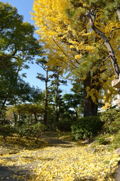 銀杏の黄葉 新渓園