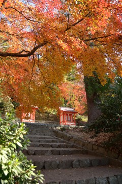 紅葉 吉備津神社
