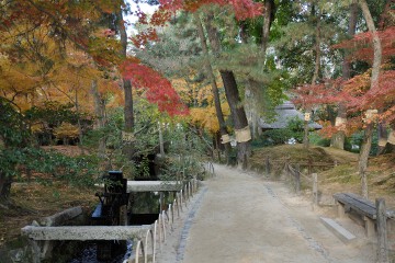 紅葉 岡山後楽園