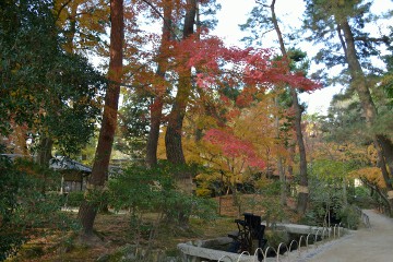紅葉 岡山後楽園