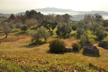 オリーブ園 オリーブ園