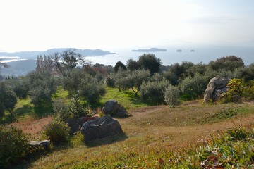 オリーブ園 オリーブ園
