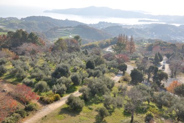 瀬戸内の眺め オリーブ園