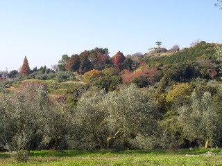 オリーブパレス オリーブパレス