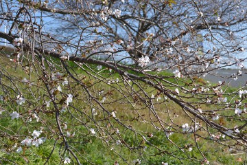 サンバガワフユザクラ サンバガワフユザクラ