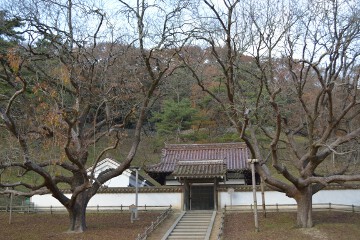 楷(かい)の木 聖廟