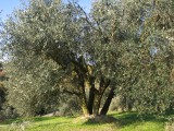 オリーブの木 オリーブの木
