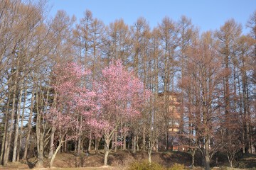 山と自然博物館 梅