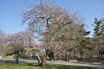 桜 城山公園 桜