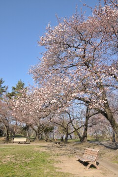 桜 城山公園 桜
