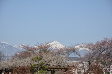 桜と北アルプス 桜と北アルプス