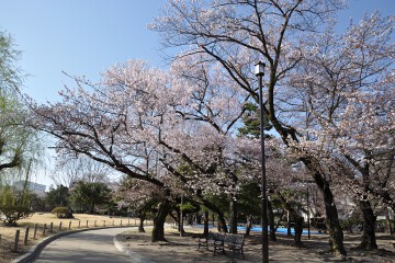 桜 松本城公園