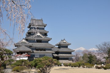天守としだれ桜