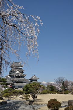 黒門付近より天守 天守としだれ桜